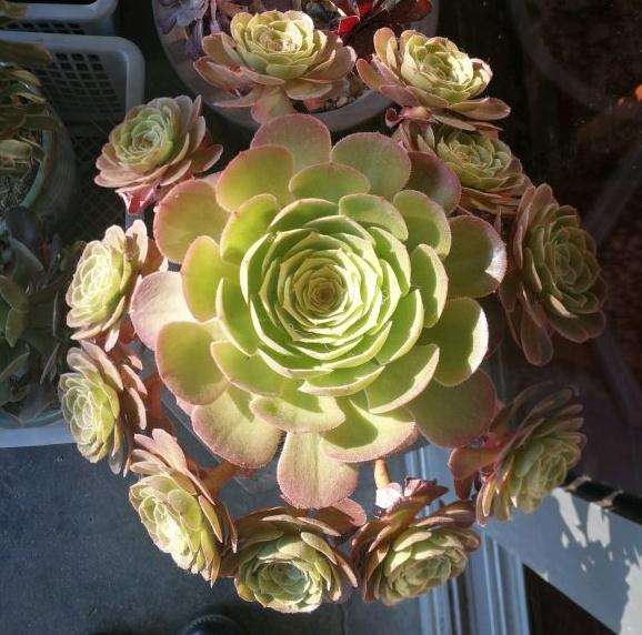 法师多肉夏天能服盆吗