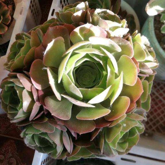 法师多肉夏天能服盆吗