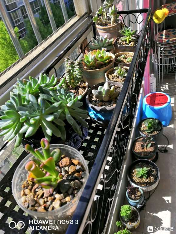 夏天下午多肉太阳直晒 需要遮阴吗