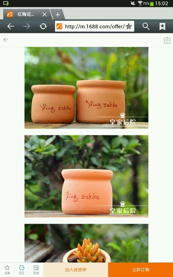 用红陶盆 夏天多肉该不该浇水