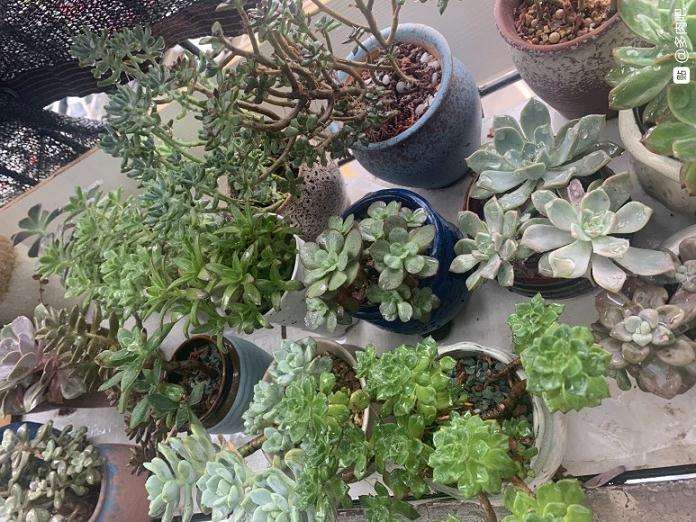 夏天35度左右露养不拉遮阳网可以吗