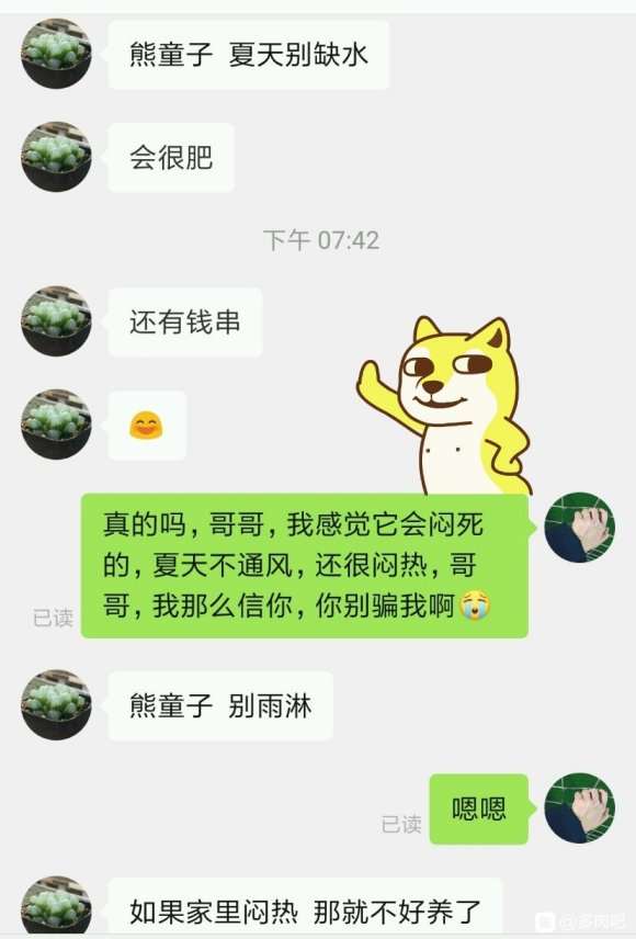 为什么夏天都不敢给熊童子多肉浇水
