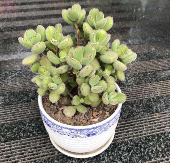 为什么夏天都不敢给熊童子多肉浇水