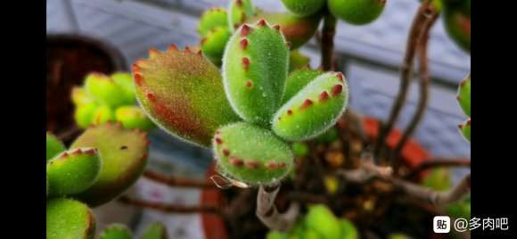 为什么夏天都不敢给熊童子多肉浇水