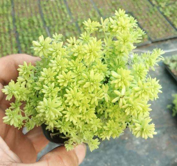 为什么夏天多肉要控水 图片