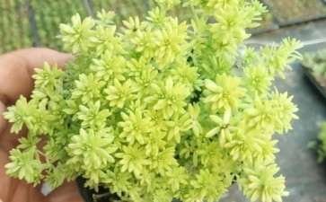 为什么夏天多肉要控水 图片