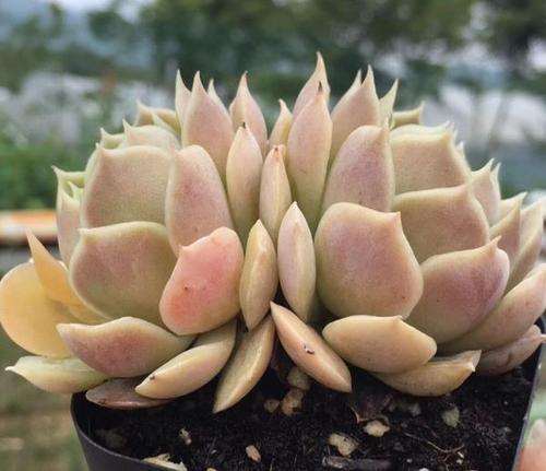 夏天是不是多肉休眠要控水啊