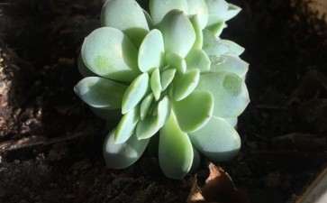 夏天给姥姥的一颗小小的雨燕座多肉