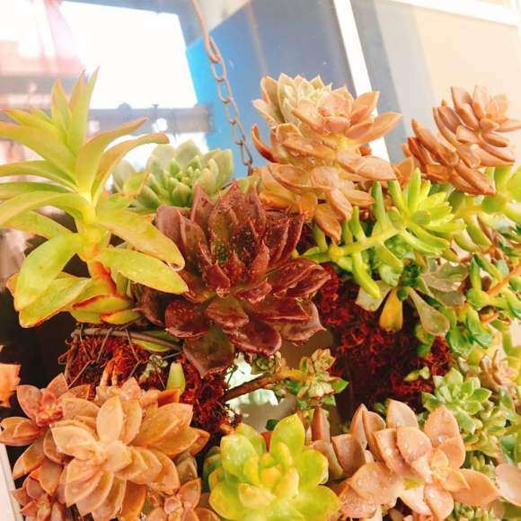 夏季菜色中的还能晒出的多肉颜色