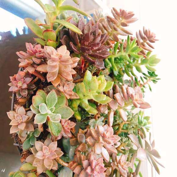 夏季菜色中的还能晒出的多肉颜色