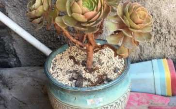 夏天入法师多肉的坑 可以吗 图片