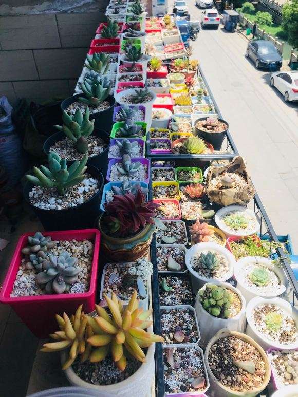 为什么夏天多肉应该不用遮阳