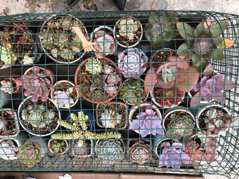 为什么夏天白凤多肉一点压力都没有