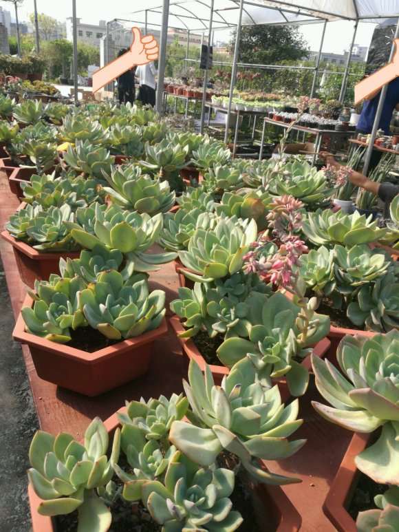 为什么夏天白凤多肉一点压力都没有