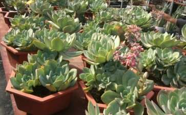 为什么夏天白凤多肉一点压力都没有 图片