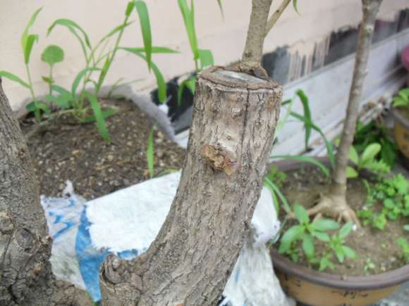 桂花下山桩上的流苏芽子要去掉吗 图片