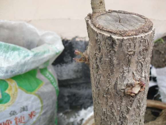 桂花下山桩上的流苏芽子要去掉吗 图片