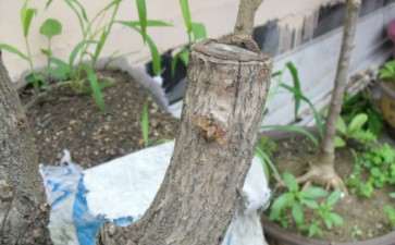 桂花下山桩上的流苏芽子要去掉吗 图片