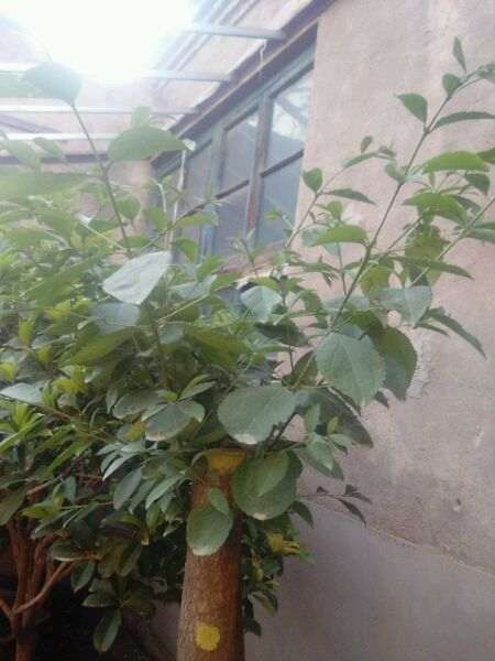 去年秋天种的流苏下山桩 现在能靠接桂花吗