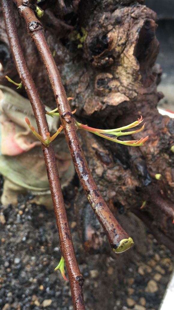 阳台养下山桩生桩 长势喜人 图片