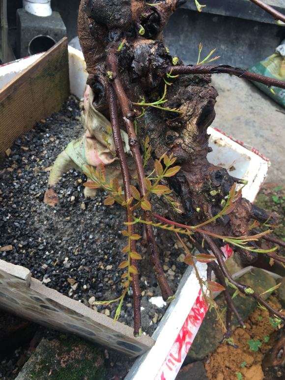 阳台养下山桩生桩 长势喜人 图片