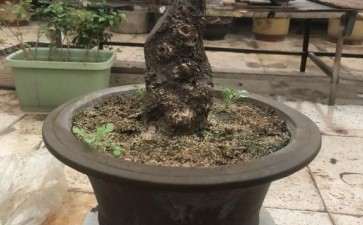 给桂花下山桩淋淋雨 图片