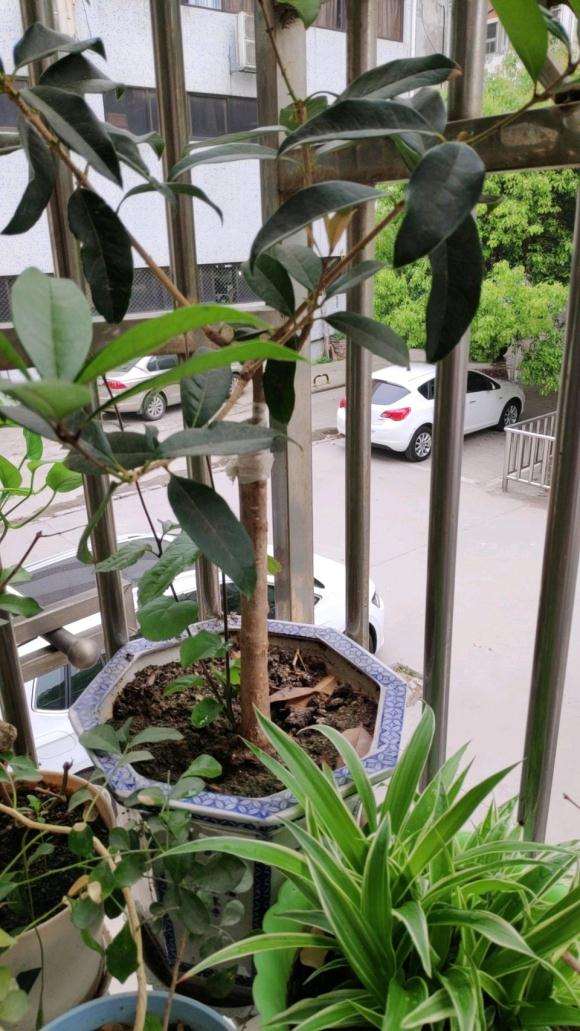 济南有卖流苏下山桩的吗 图片