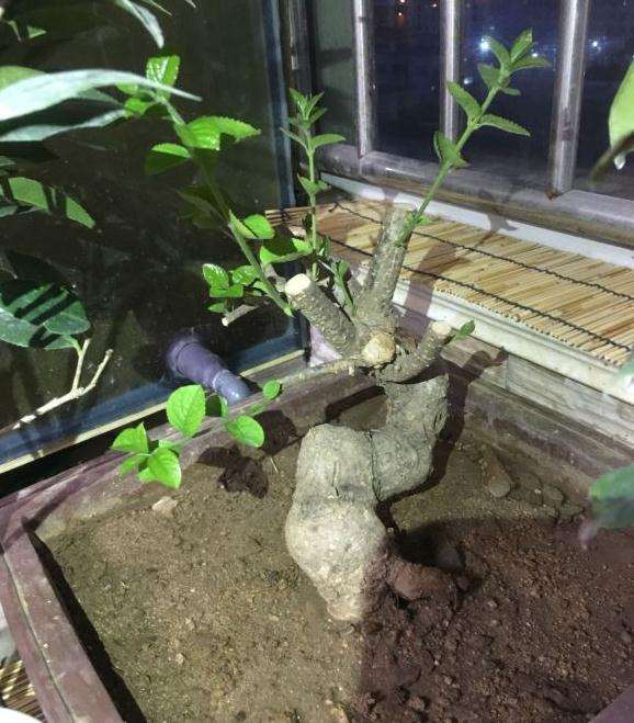 去年买的流苏下山桩，现在这个样不知道是不是真活了呀