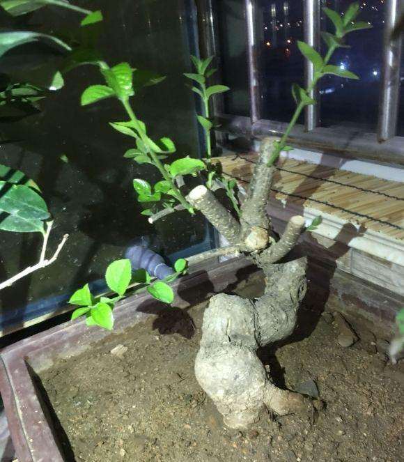 去年买的流苏下山桩，现在这个样不知道是不是真活了呀