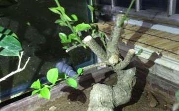 去年买的流苏下山桩 不知道是不是真活了