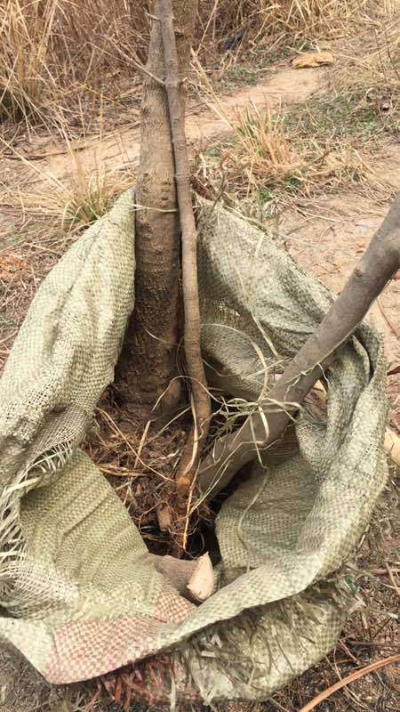 上山挖的山腊下山桩可以接桂花吗