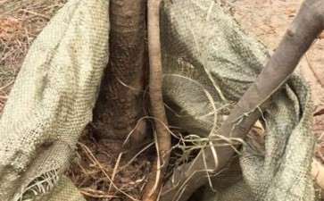 上山挖的山腊下山桩可以接桂花吗