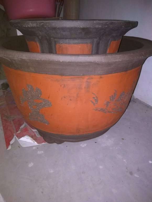 今天欲给四季桂花下山桩换盆