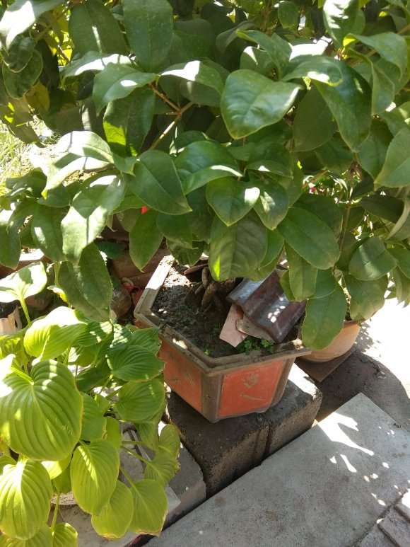 今天欲给四季桂花下山桩换盆