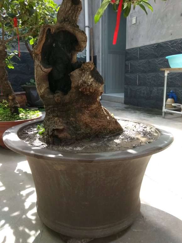 今天欲给四季桂花下山桩换盆