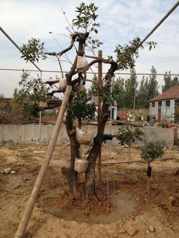 一个朋友家里刚买的流苏下山桩