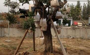 一个朋友家里刚买的流苏下山桩 图片