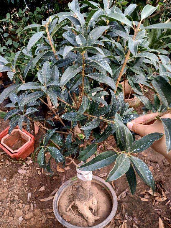 桂花下山桩嫁接处没接好