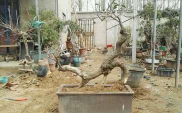 刚入手的一棵异形桂花下山桩 图片