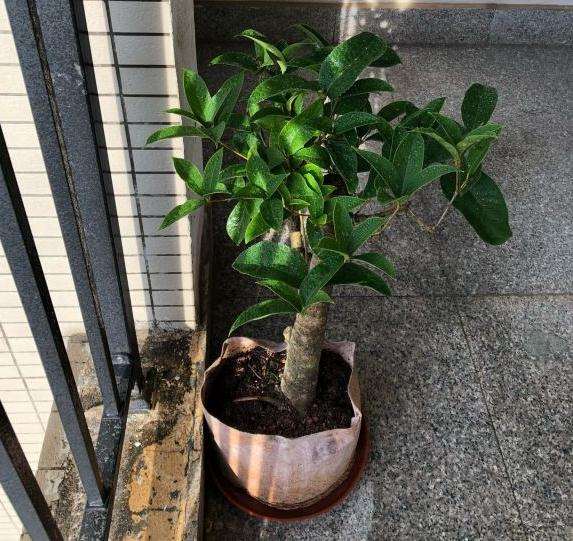 为什么桂花下山桩 还是原生的好