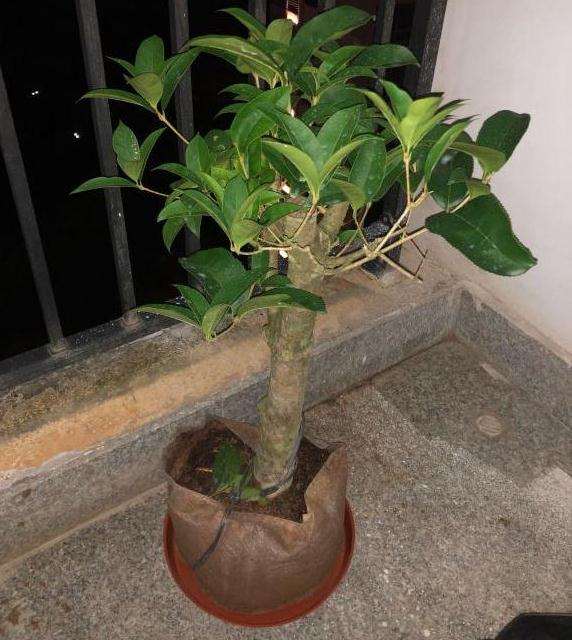 为什么桂花下山桩 还是原生的好