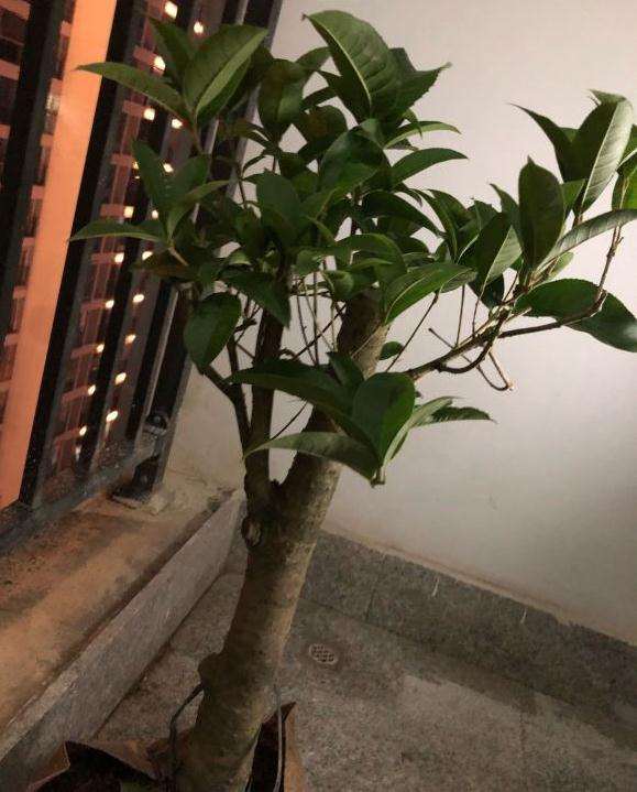 为什么桂花下山桩 还是原生的好