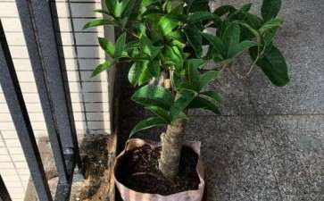 为什么桂花下山桩 还是原生的好 图片