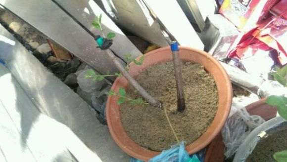 我的流苏下山桩怎么了