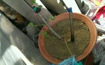 我的流苏下山桩怎么了 图片