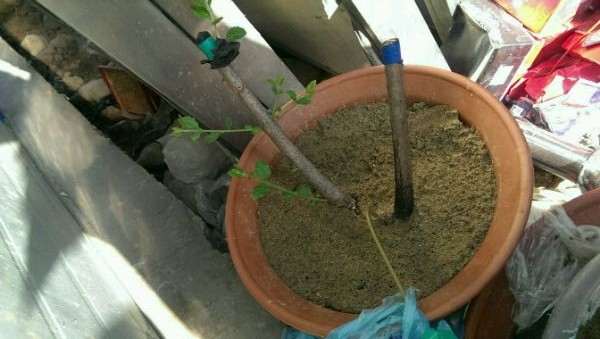 雪萝是不是公流苏嫁接到流苏下山桩上培养的