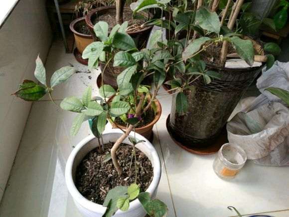 小白自己嫁接桂花下山桩能活吗