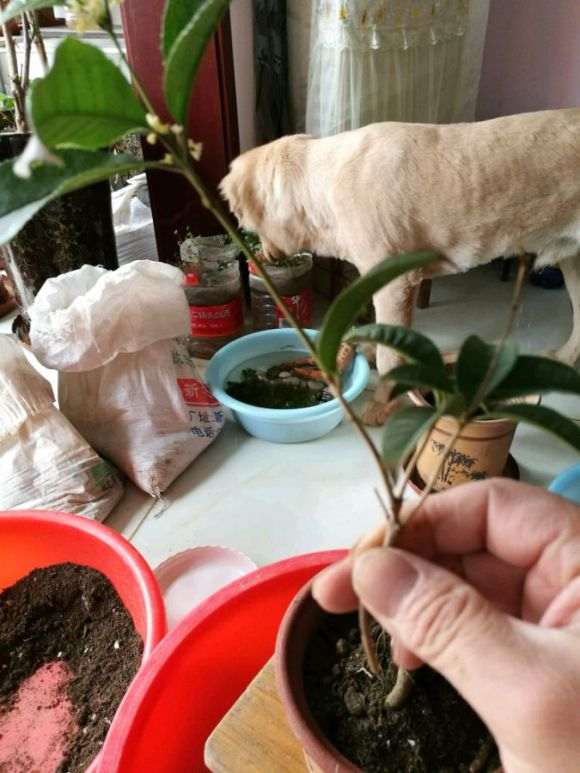 小白自己嫁接桂花下山桩能活吗