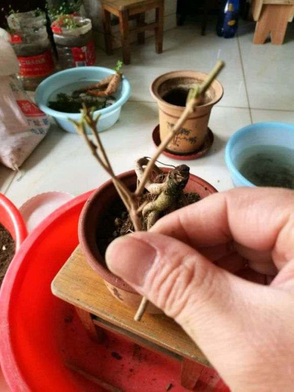 小白自己嫁接桂花下山桩能活吗