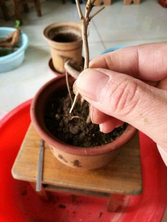 小白自己嫁接桂花下山桩能活吗